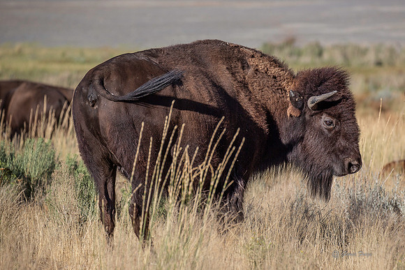 Antelope Island, Salt Lake, Utah 2695a