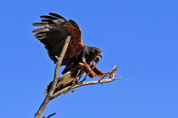 Harris' Hawk GLO4523a