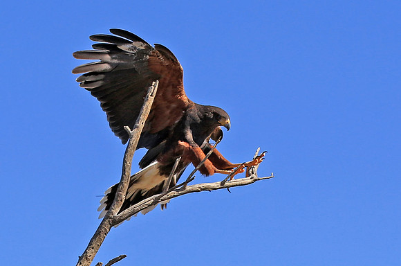 Harris' Hawk  GLO4523a
