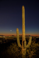 Saguaro over Tucson