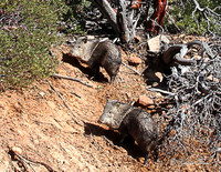Javelina  2