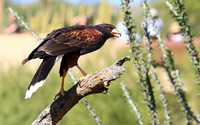 Harris' Hawk No. 2 GLO4571b