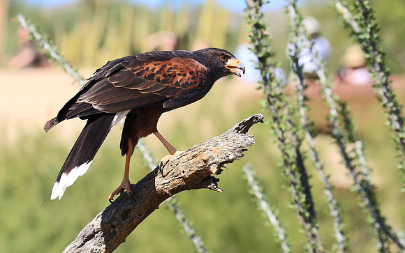 Harris' Hawk No. 2  GLO4571b