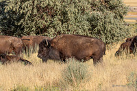 Antelope Island, Salt Lake, Utah 2657a