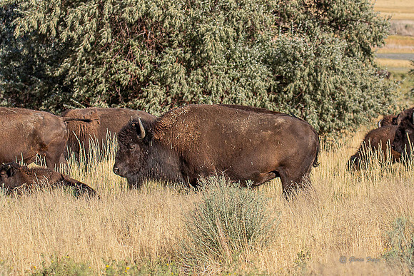 Antelope Island, Salt Lake, Utah 2657a