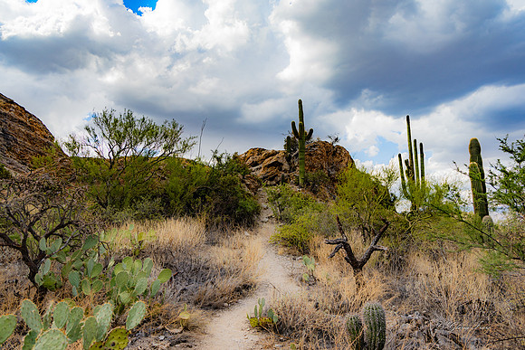 Saguaro Ntl Park, Tucson, AZ-0458