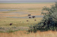 Antelope Island, Salt Lake, Utah 2650