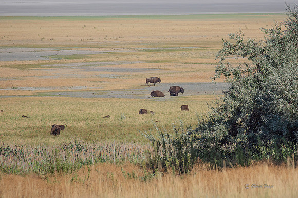Antelope Island, Salt Lake, Utah 2650
